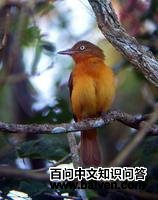 暗顶阿蒂霸鹟 暗顶阿蒂霸鹟的图片