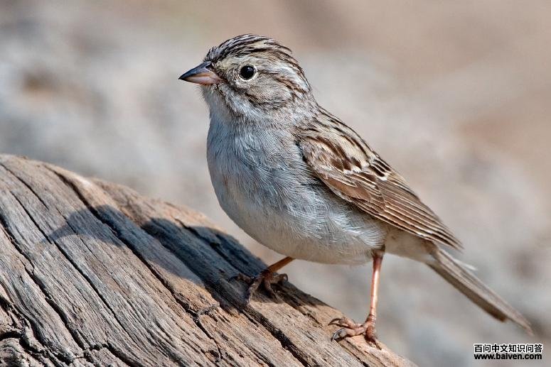 ����ȸ�c��ͼƬ