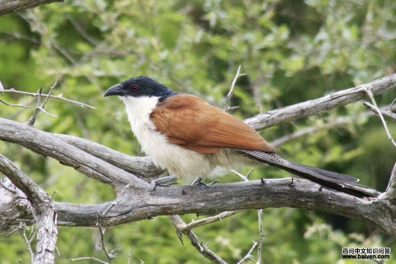 布氏鸦鹃 布氏鸦鹃的图片