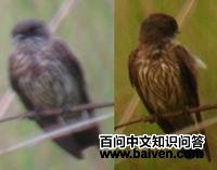 ����ԭ���ͼƬ