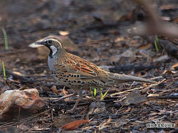 ������ͼƬ