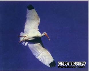 ����İ�ͷ�q��