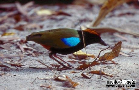 �ʺ��ɫ��ͼƬ