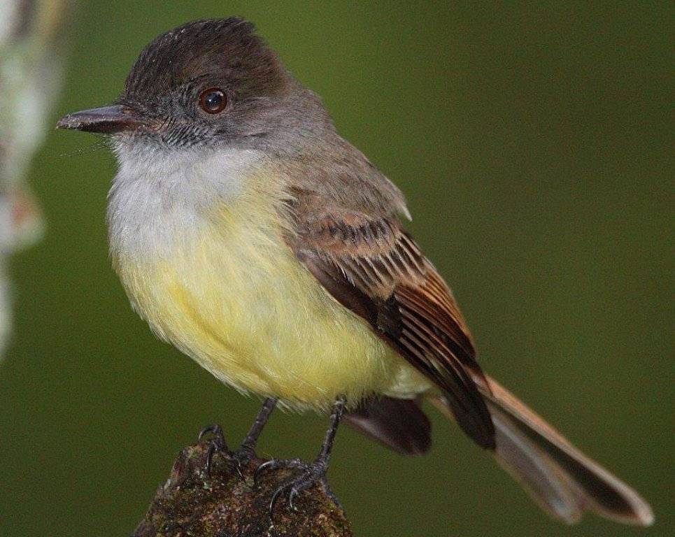 ����Ӭ���l��ͼƬ