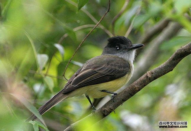 ����Ӭ���l