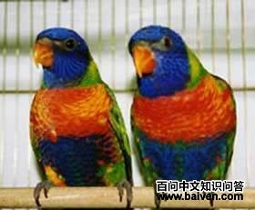 �ʺ�����