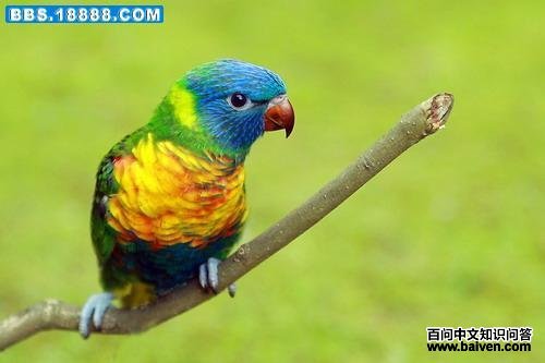 �ʺ�����