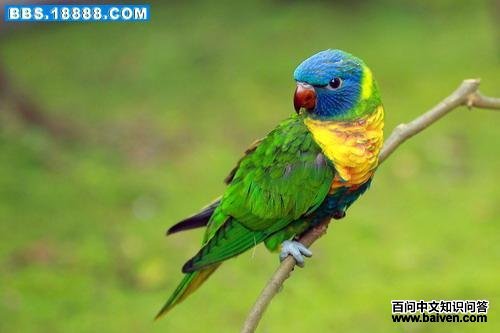 �ʺ�����