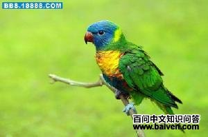 �ʺ�����