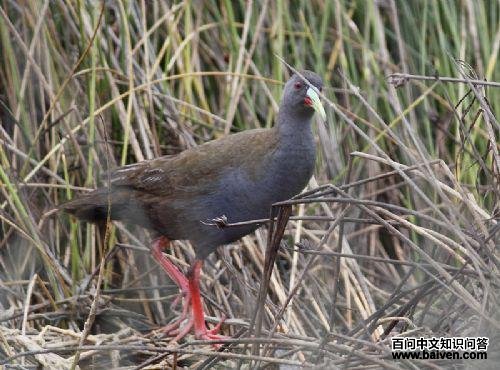 ���������ͼƬ