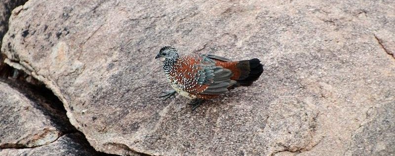 �ʼ��ȵ�ͼƬ