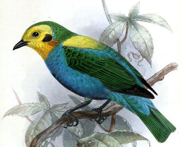 ����ȸ��ͼƬ