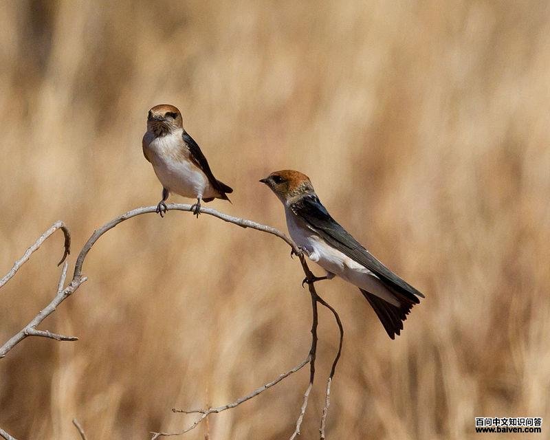 彩石燕 彩石燕的图片