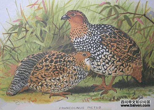 彩鹧鸪 彩鹧鸪的图片