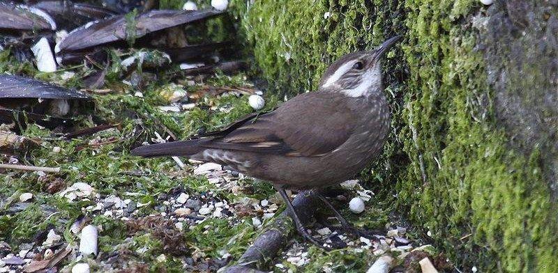 ������β��ȸ��ͼƬ