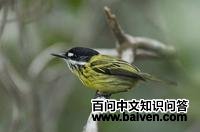 ���ư��l��ͼƬ