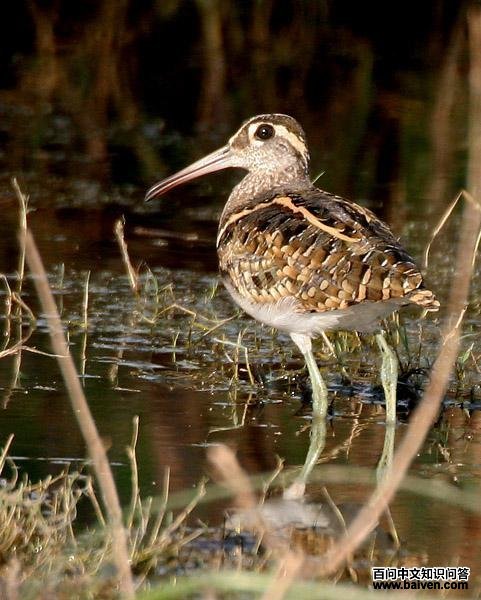 ���֣�����