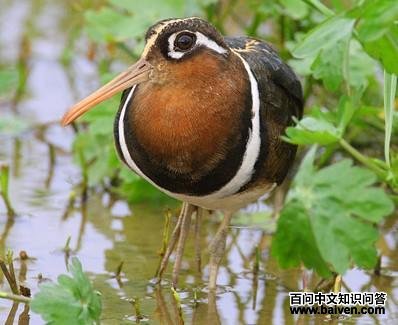 ���֣�����