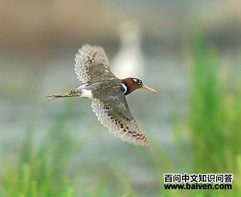 ����Ĳ��֣�����