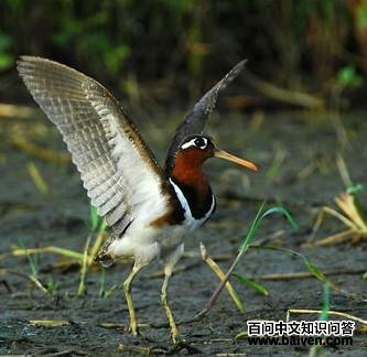 ���֣�����