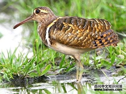 ���֣�����