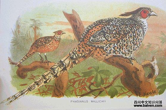 ������ͼƬ