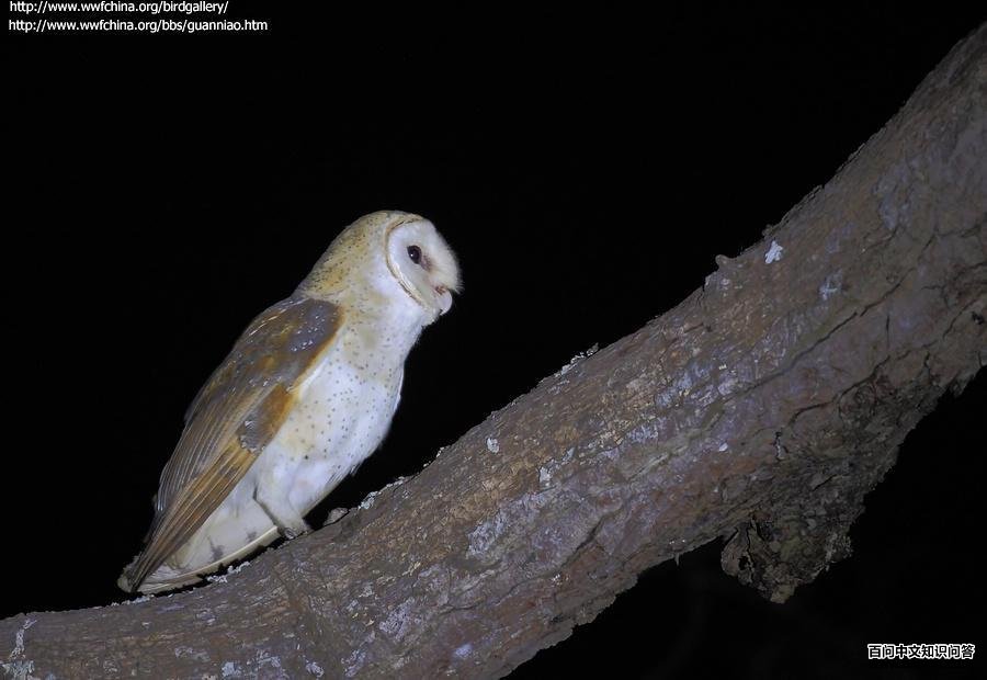 ���^����Ӱ���ߣ��Ź��ϣ�����ص㣺���ϣ�����ʱ�䣺2011��12��08�գ�