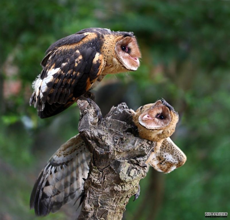 ���^���ǳ��񣩣��������ɫ