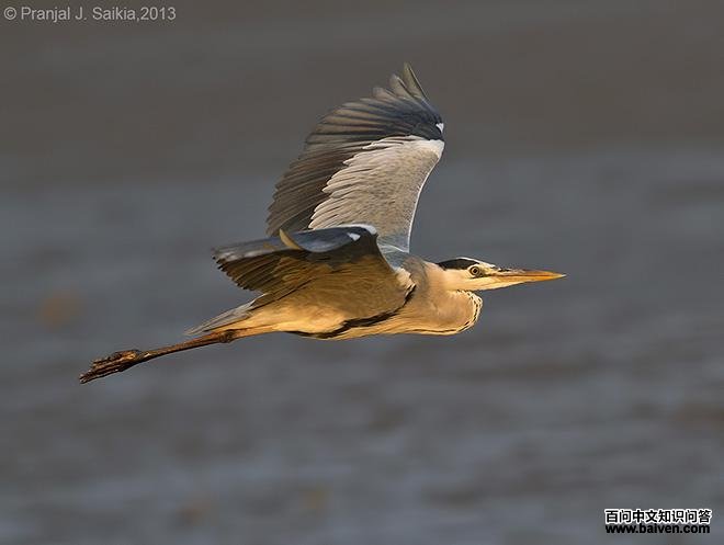 ���أ����а�