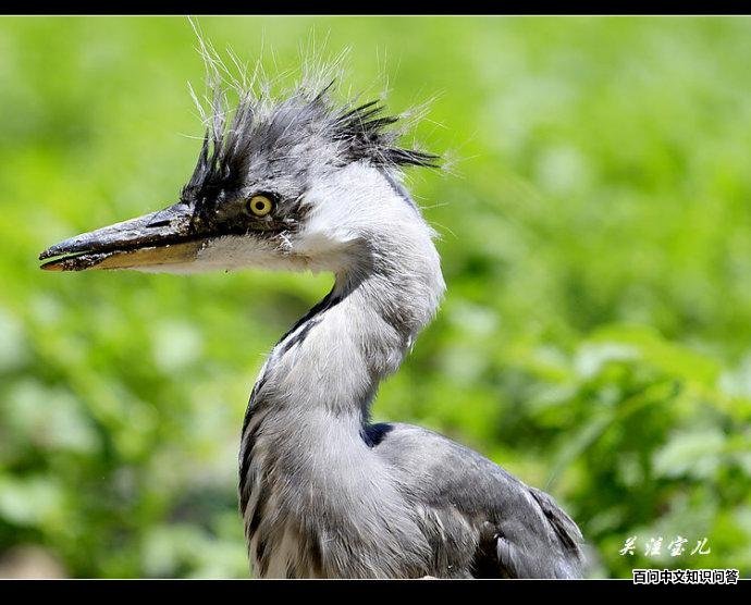 ���أ�����