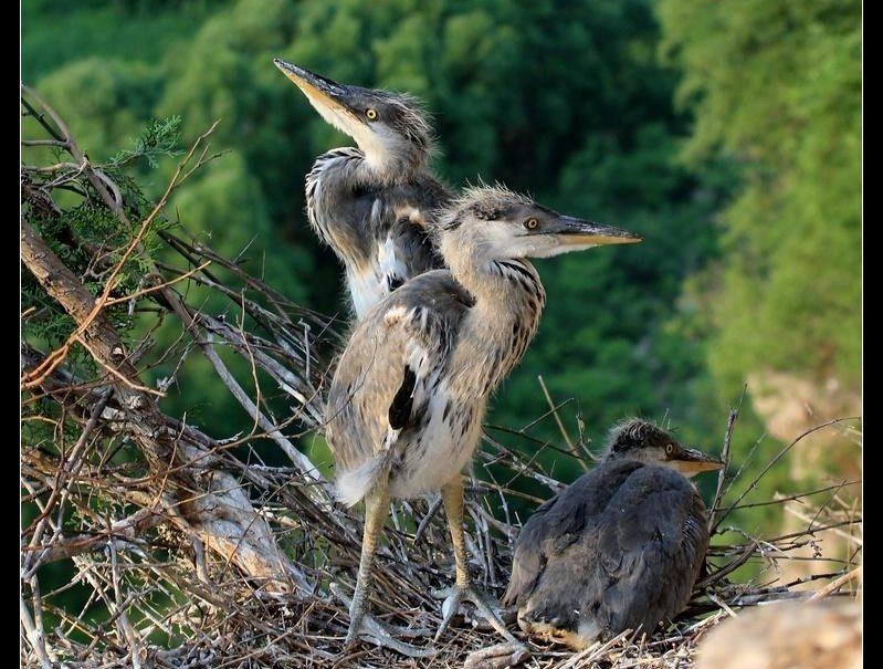 ���أ�����