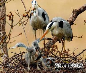 ���أ�����