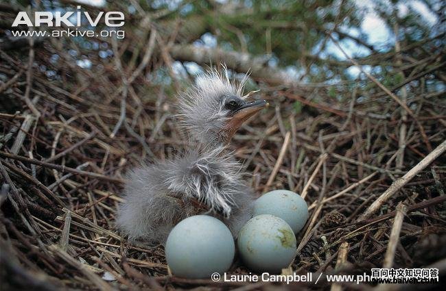 ���أ����Ѻͳ���