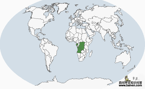苍绿旋木鹎 苍绿旋木鹎的图片