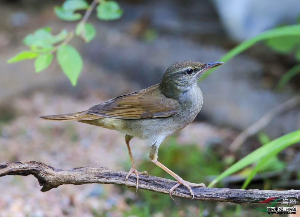 苍眉蝗莺 苍眉蝗莺的图片