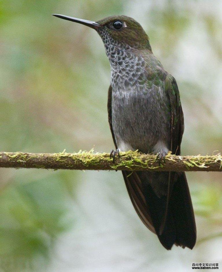 �����ȷ����ͼƬ