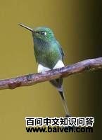 �����ȷ���