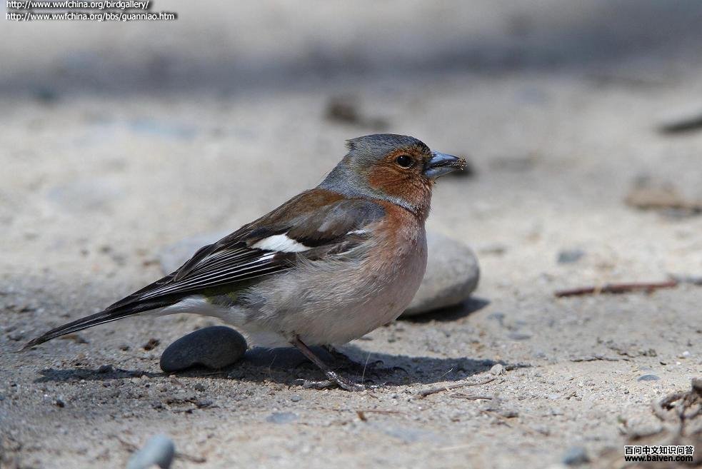 苍头燕雀 苍头燕雀的图片