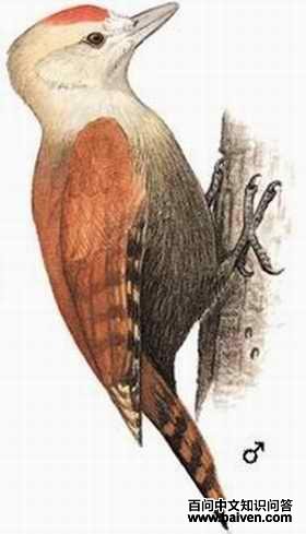 ��ͷ����ľ���ͼƬ