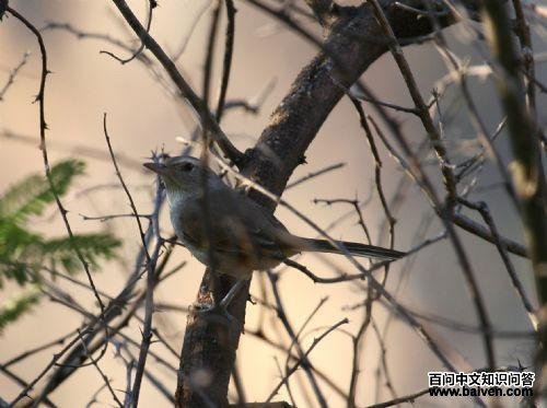 ��β��������