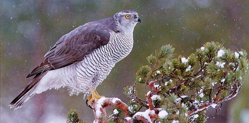 苍鹰 苍鹰的图片