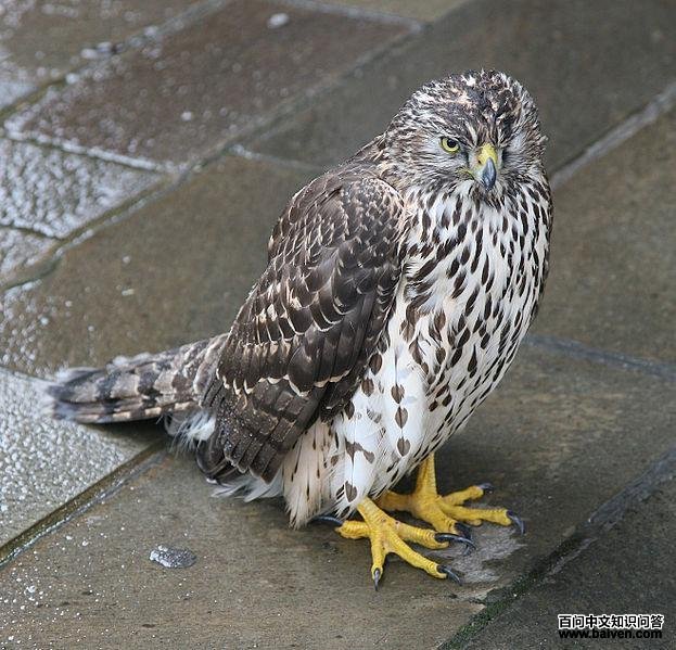 ��ӥ���ǳ���