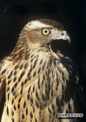 ��ӥ������