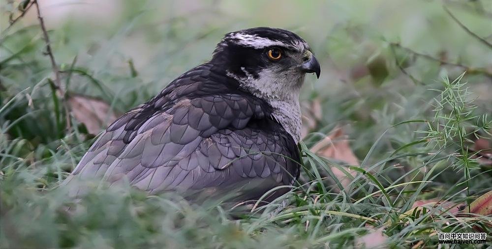 ��ӥ�����꣨������������