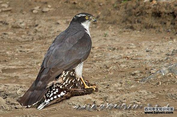 ��ӥ��ʳ�׼��������Ĵ�