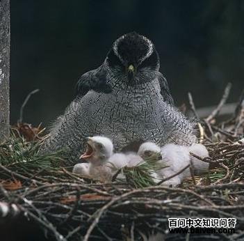 ��ӥ����