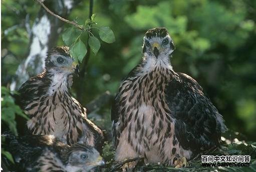 ��ӥ����