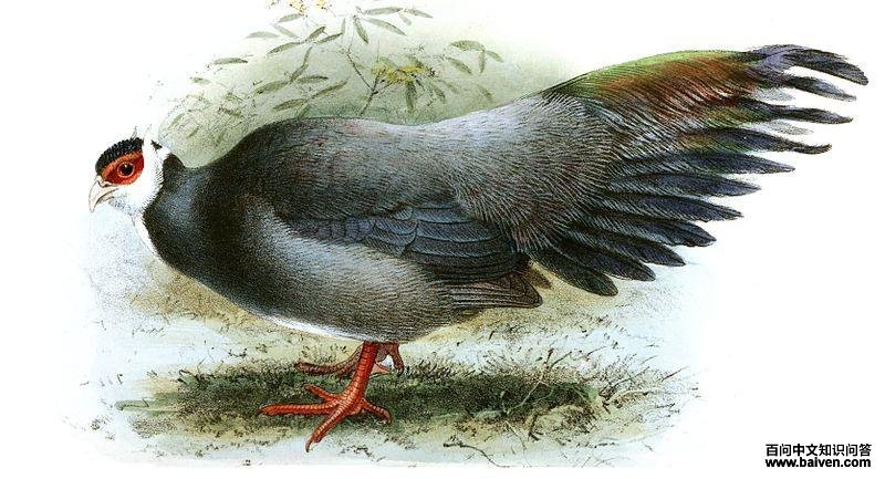 藏马鸡 藏马鸡的图片