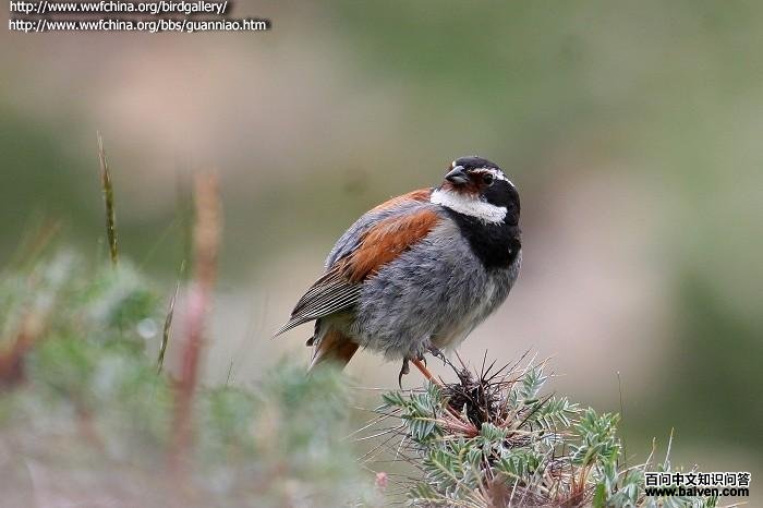 藏鹀 藏鹀的图片