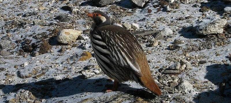 藏雪鸡 藏雪鸡的图片
